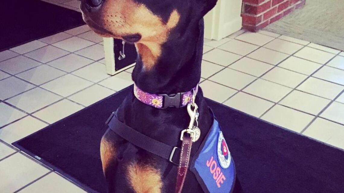 Love on a Leash: Local nonprofit shares joy, one doggie lick at a time