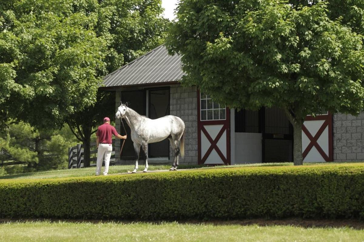 Stallion Manager Gilberto Terrazas brought out Graydar to meet Debra Luis at Taylor Made Farm in Nicholasville.