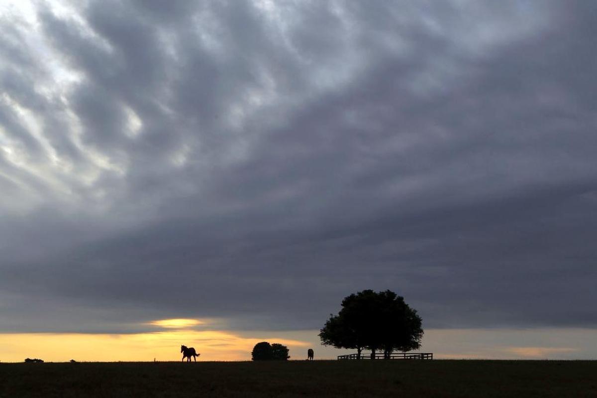 Yearling colts grazed at sunrise in July 2012 at Claiborne Farm on Winchester Road near Paris.