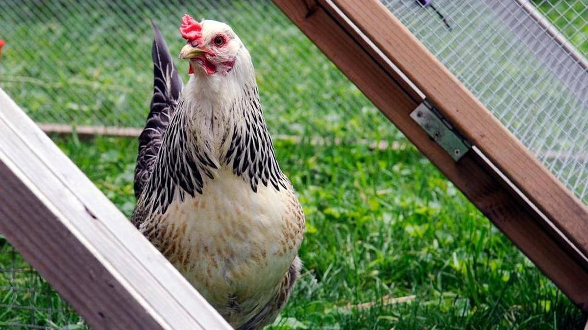 A Barred Plymouth Rock hen at the 2012 Tour de Coops.