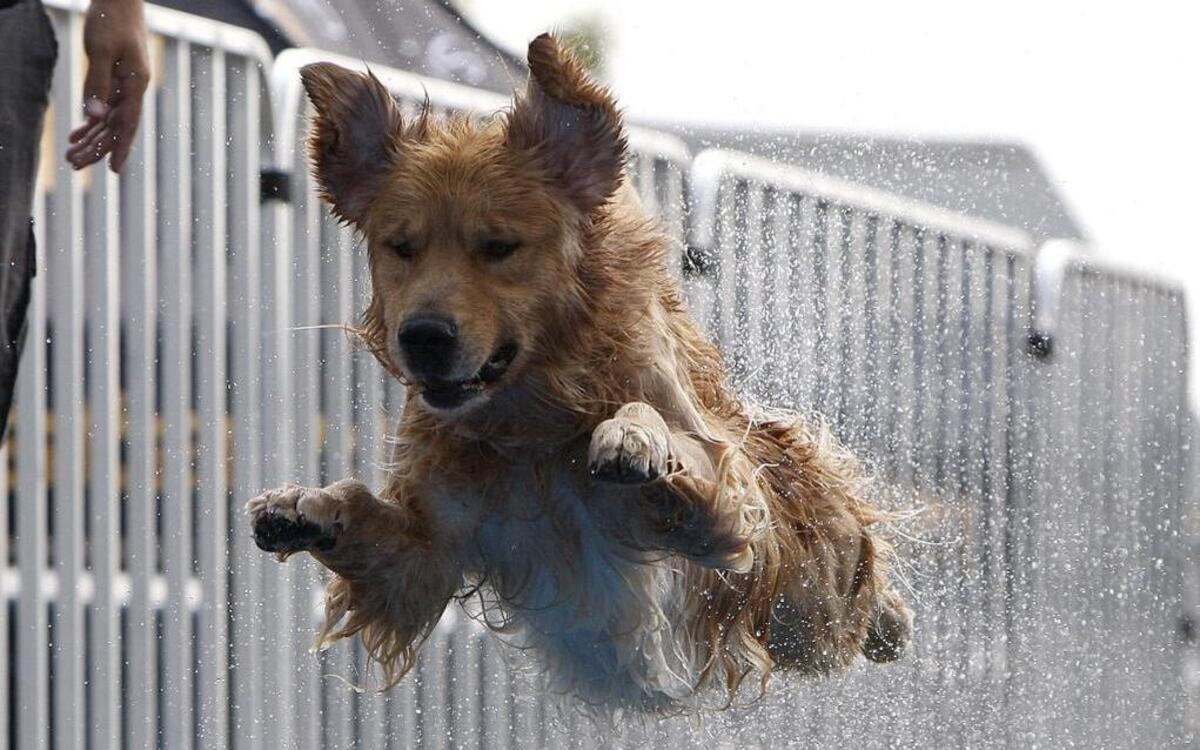 Gus dock diving at the Bluegrass Classic Dog Show in Alltech Arena in 2015.