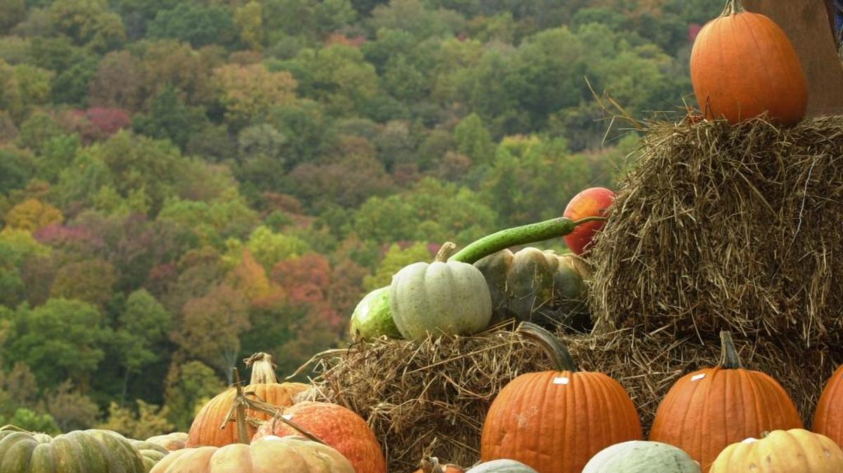 Pumpkins and other squash were displayed by a vendor at the 2003 Kentucky Guild of Artists and Craftsmen Fall Fair at Indian Ford Theater in Berea. The 2016 edition is Oct. 8 and 9.