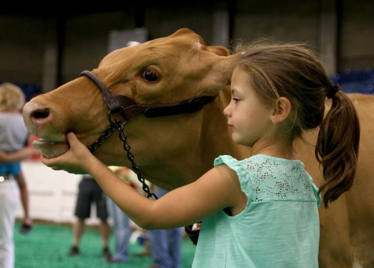 Lizzy Turner, 6, stood beside her cow, Jackie, before the 4-H dairy show at the Kentucky State Fair in 2015.