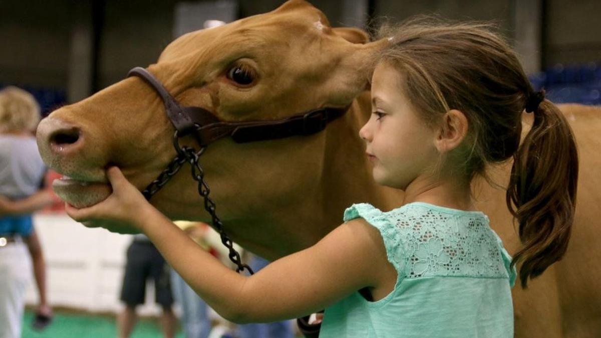 Lizzy Turner, 6, stood beside her cow, Jackie, before the 4-H dairy show at the Kentucky State Fair in 2015.