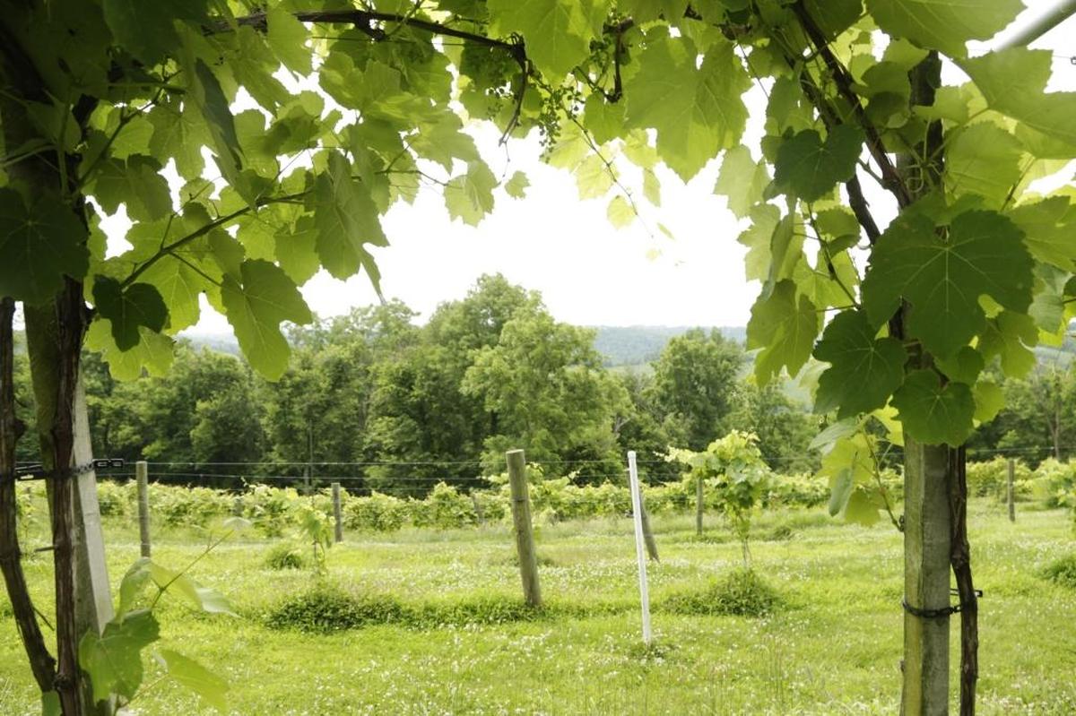 In foreground are Cape or Alexandria grapes at First Vineyard in Jessamine County in June 2014. The land was used as a commercial vineyard in 1799.