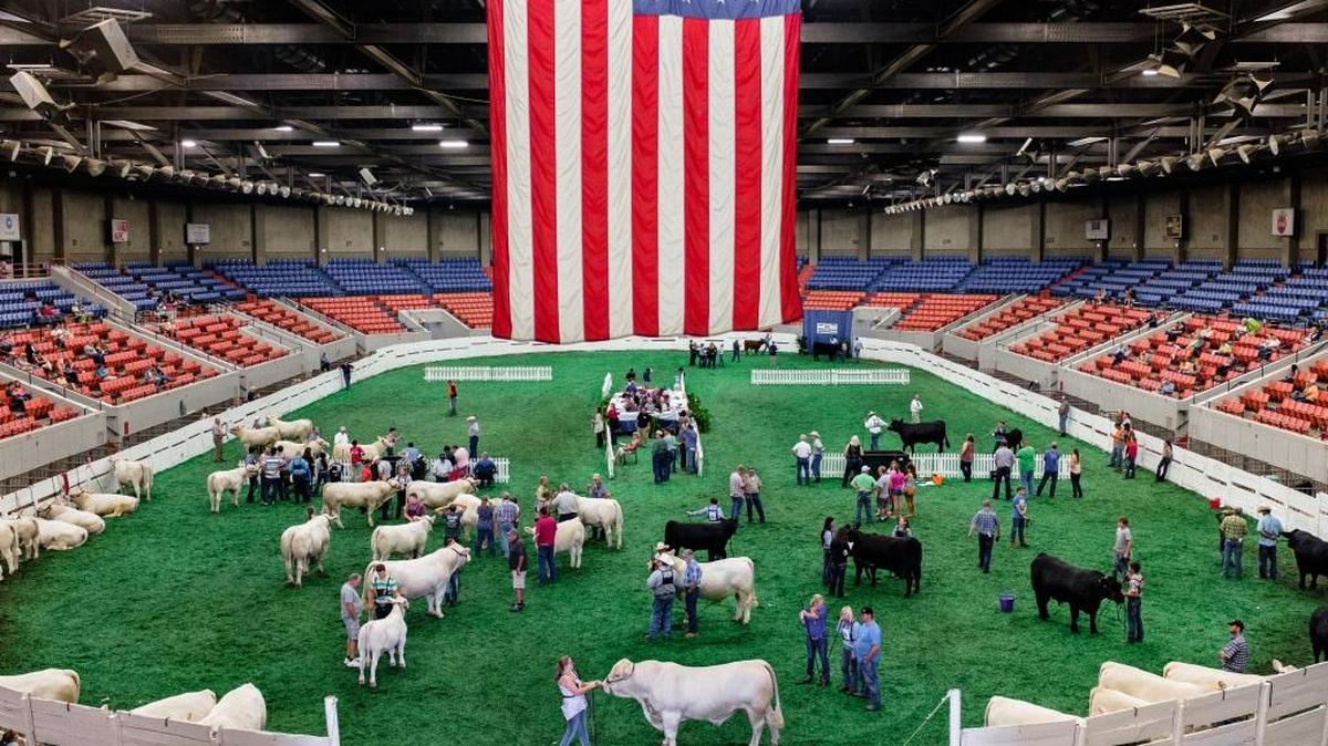 The Charolais cattle competition at the Kentucky State Fair.