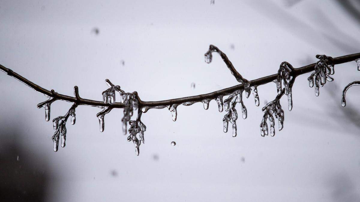 File Photo: Ice coated on a branch in Fayette County. An ice storm warning has been issued for Lexington and the surrounding area through Friday.