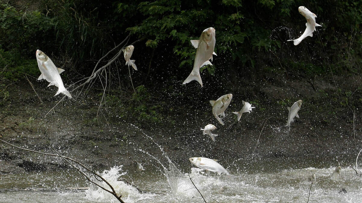 Asian Carp Fishery