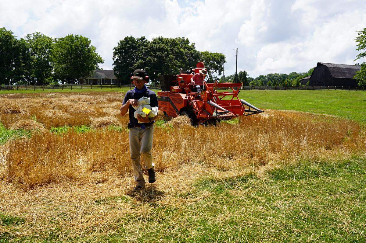 David Van Sanford collected wheat harvested from the experimental plot at Maker’s Mark, which is one of the few bourbons to use wheat as a secondary grain. Maker’s Mark is the fourth biggest selling American whiskey brand in the world.