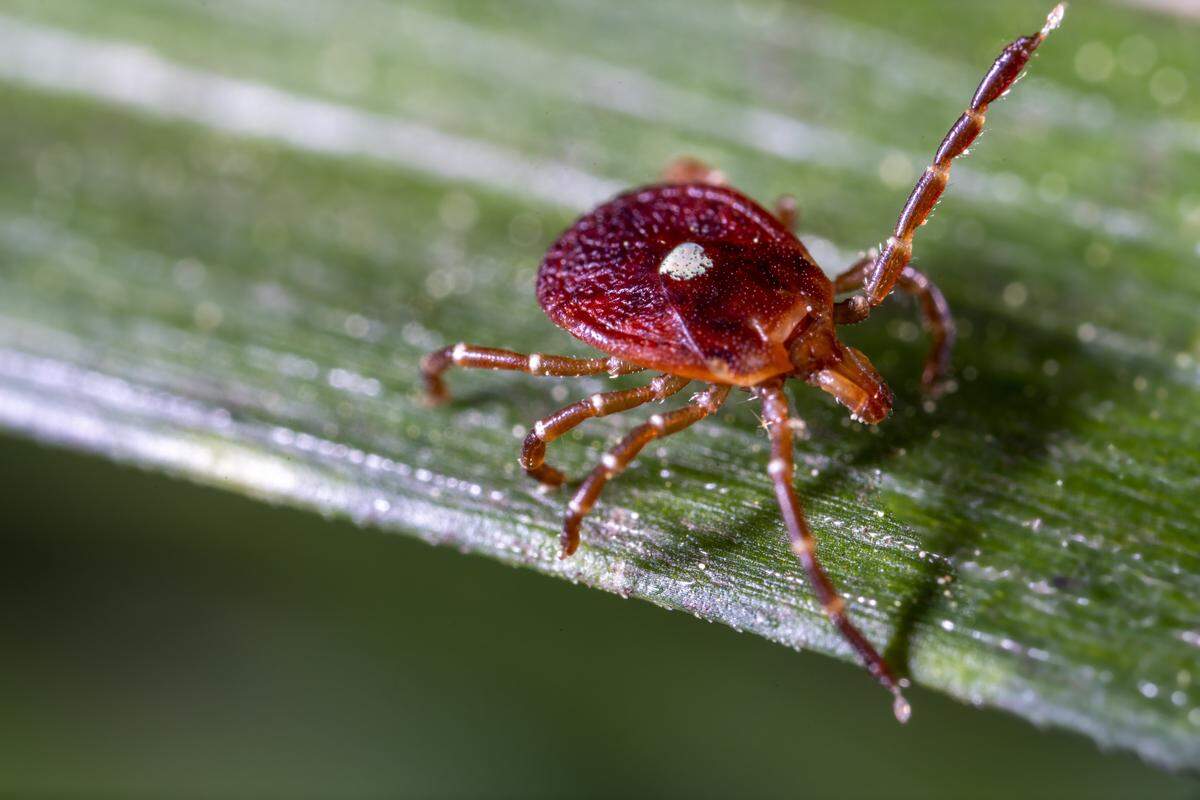 A lone star tick quests on a blade of grass.