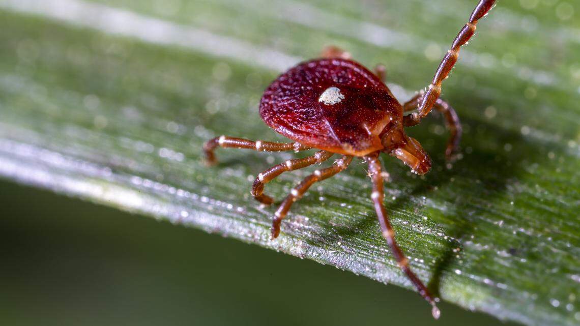 A lone star tick quests on a blade of grass.