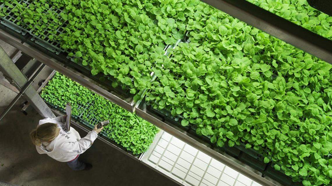 Tobacco plants growing in greenhouses in Owensboro are being used to make the experimental serum to fight Ebola.