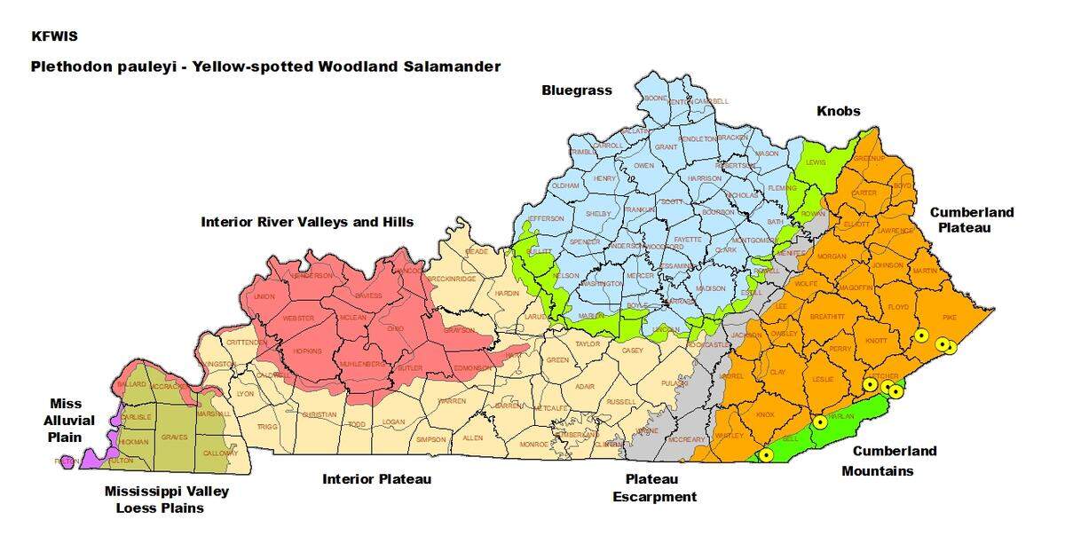 A map of the nine sites where Kentucky Fish and Wildlife Resources personnel have observed the rare yellow-spotted woodland salamander. Note: The two sites in southwest Bell County overlap. Other sightings are in Harlan, Letcher and Pike Counties.