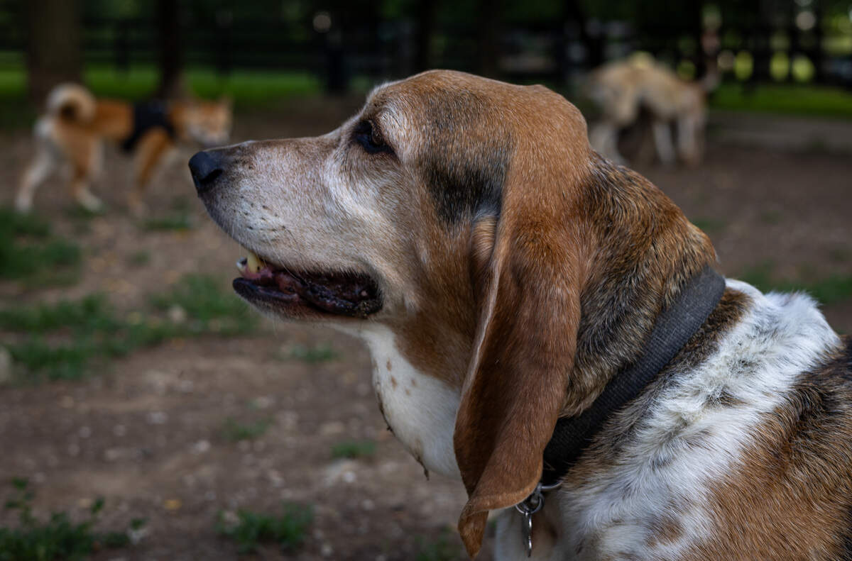A short dog with long ears, a pointed nose, a black collar, and brown, white and black fur sits with its mouth slightly open.