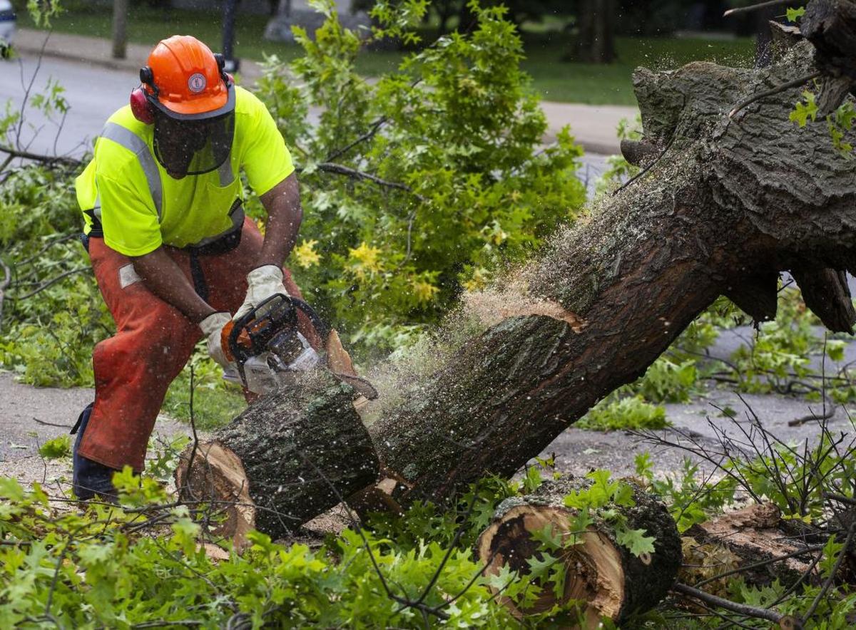 Darrell Watkins, 50, sawed through a fallen tree on Rose Street on Saturday morning in Lexington. City workers were out attempting to clear debris from power lines and roadways after severe storms swept though Kentucky on Friday evening.