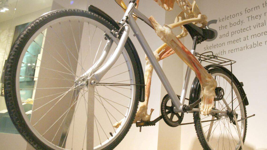 A skeleton perched on a bicycle as part of Bodies Revealed, the inaugural exhibit at the Lexington Center Museum and Gallery. The exhibit runs from Saturday through Jan. 8.