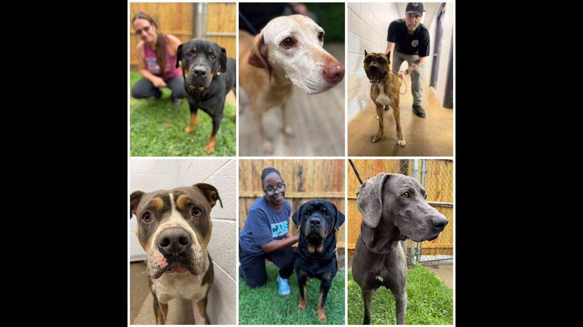 Lexington animal control looking for owners of six dogs who escaped during storms