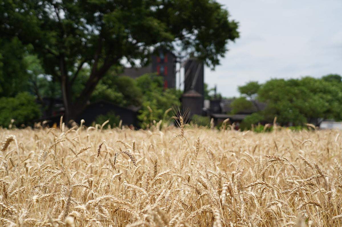 Maker’s Mark Distillery president Rob Samuels, the third generation to produce the bourbon, said that they hope to develop a Maker’s Mark wheat variety that will produce better whisky and be commercially viable and sustainable for Kentucky farmers.