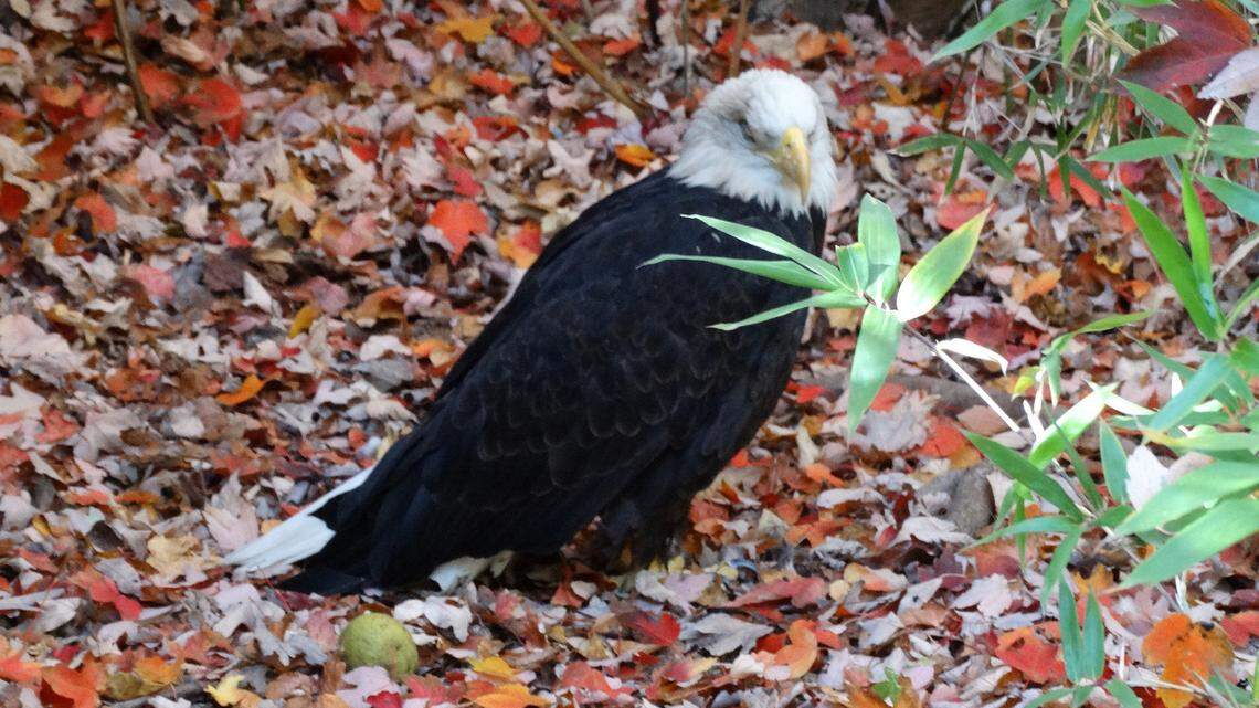 Salato's eagle, left, died of a drug-resistant infection; at right, the posting that informed visitors of the eagle's death.                          