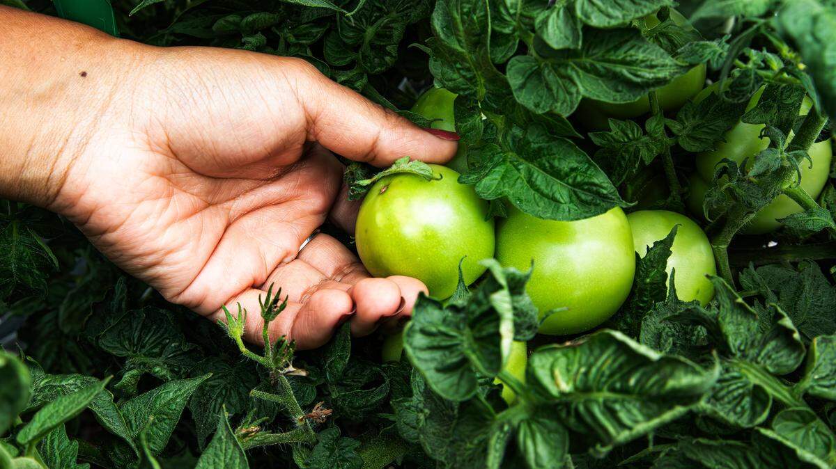 BCTC graduate Xochilt Bautistia pulls back leafy greens, exposing green tomatoes grown fresh in the student-led rooftop community garden project, which serves the campus food pantry and addresses food insecurity in the region on August 7, 2025, in Lexington, Ky.
