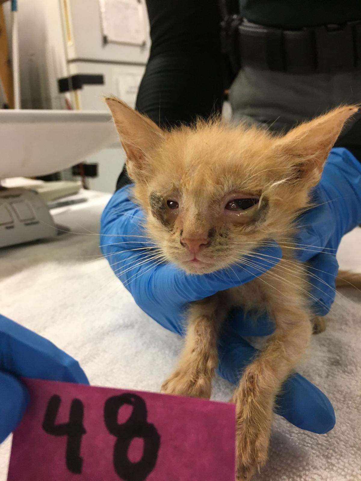 Animal control officers seized 135 cats from a house in Lexington in 2018 in an investigation. Many, like the cat here, had serious health problems.