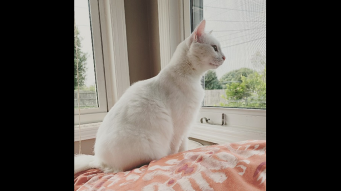 PETA president offers $5,000 reward for information on Central Kentucky cat killer