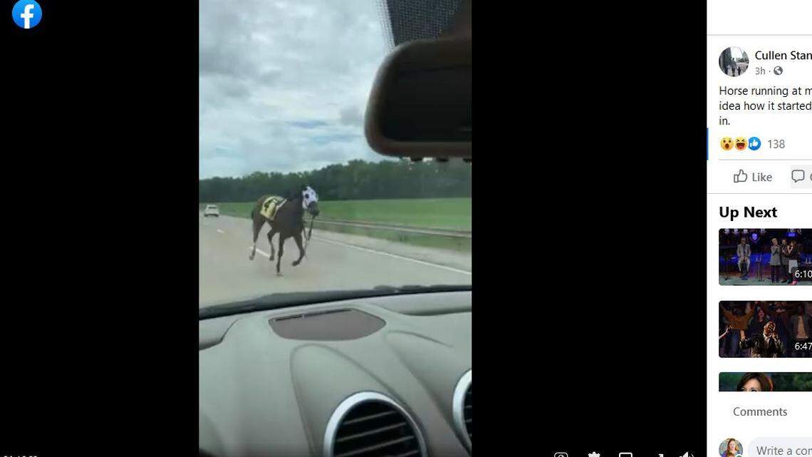 Racehorse Bold and Bossy bucked jockey Miguel Mena before the first race at Ellis Park in Henderson, Ky., Saturday. Video shared on social media showed her running along a major highway.