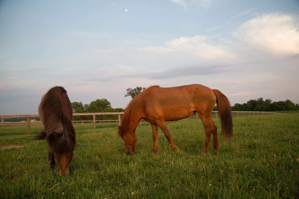 America’s largest Icelandic horse operation&nbsp;— Lettleiki Icelandics at Swallowland Farm is in Shelbyville.