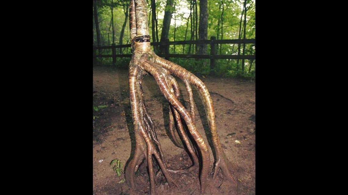 It is being referred to as a tree with “legs,” but tentacles is also a good word to use for a yellow birch found at Michigan’s Pictured Rocks National Lakeshore.