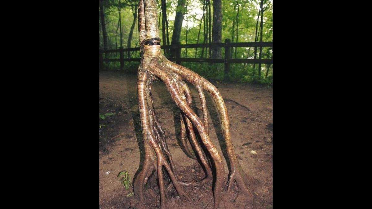 It is being referred to as a tree with “legs,” but tentacles is also a good word to use for a yellow birch found at Michigan’s Pictured Rocks National Lakeshore.