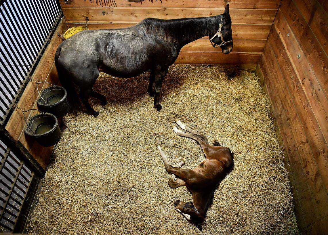 One More Strike stands in her stall as her week-and-a-half old foal, sired by Triple Crown winner American Pharaoh, takes a nap.