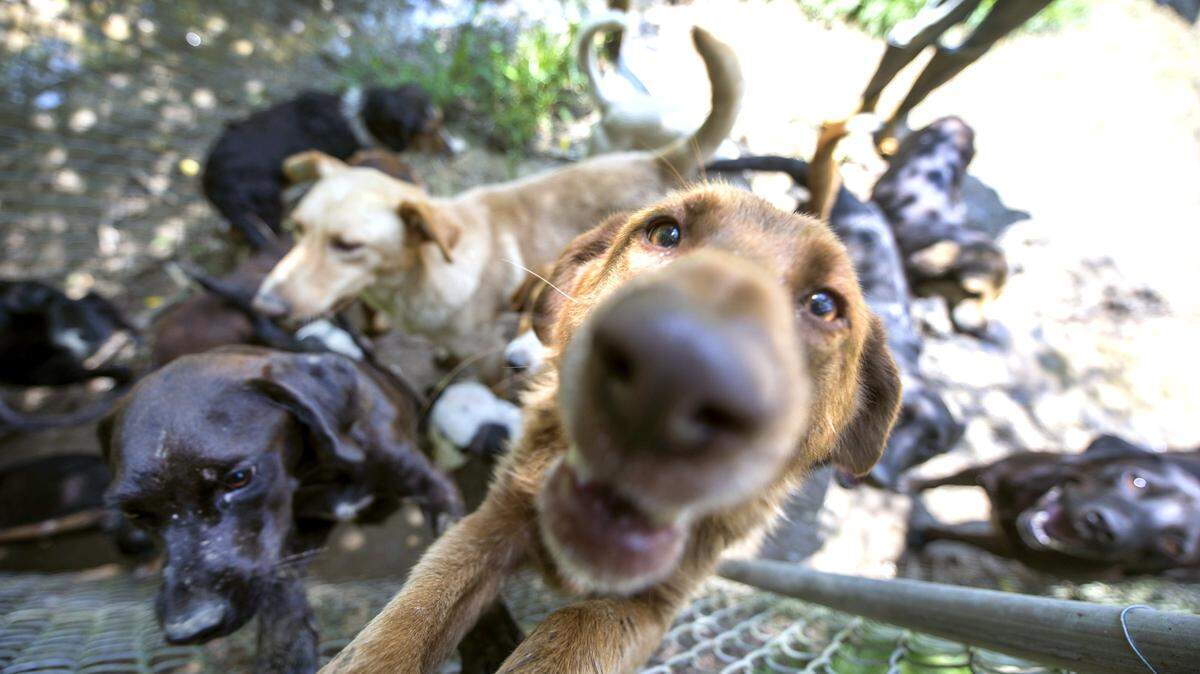 Some of the Trixie Foundation s 150 dogs at the no-kill shelter Friday, July 17, 2015 in Elliott County. Heavy storms and flooding forced structures off foundations earlier in the week.