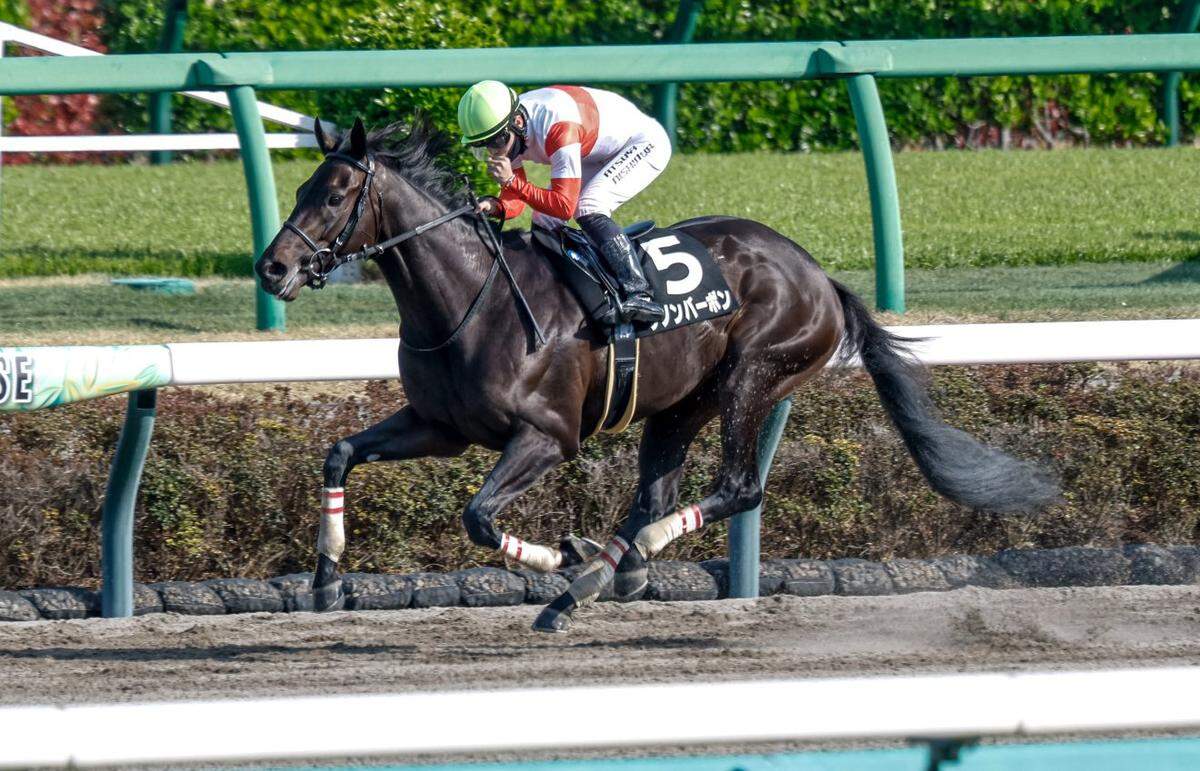 Danon Bourbon is a Kentucky-bred horse that will race in the 2026 Kentucky Derby after qualifying via the Japanese pathway.  