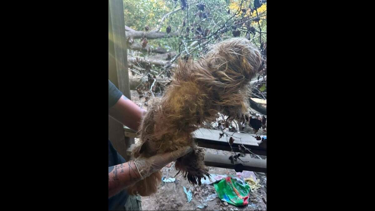 KY woman charged with cruelty after dogs found locked up without food or water