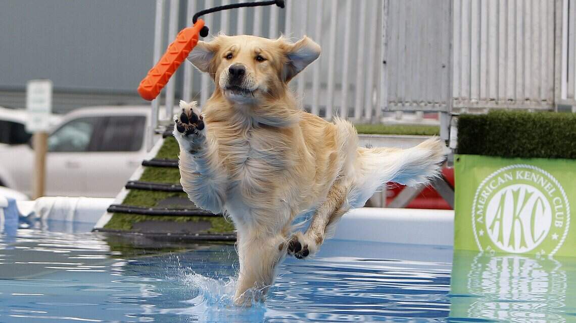See 1,800 dogs strut their stuff or listen to jazz at Ashland this weekend