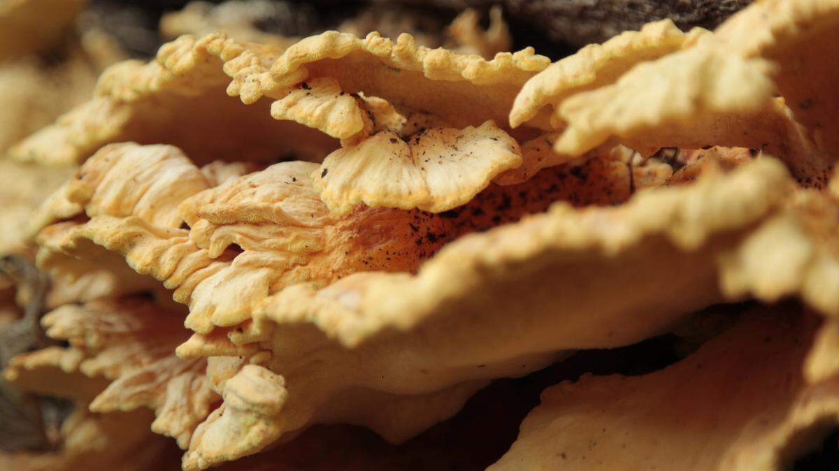 Chicken of the Woods grows on a log at Floracliff Nature Sanctuary in Lexington, Ky., Oct. 13, 2012. Here’s what to know about harvesting wild mushrooms and other plants in southwest Illinois.