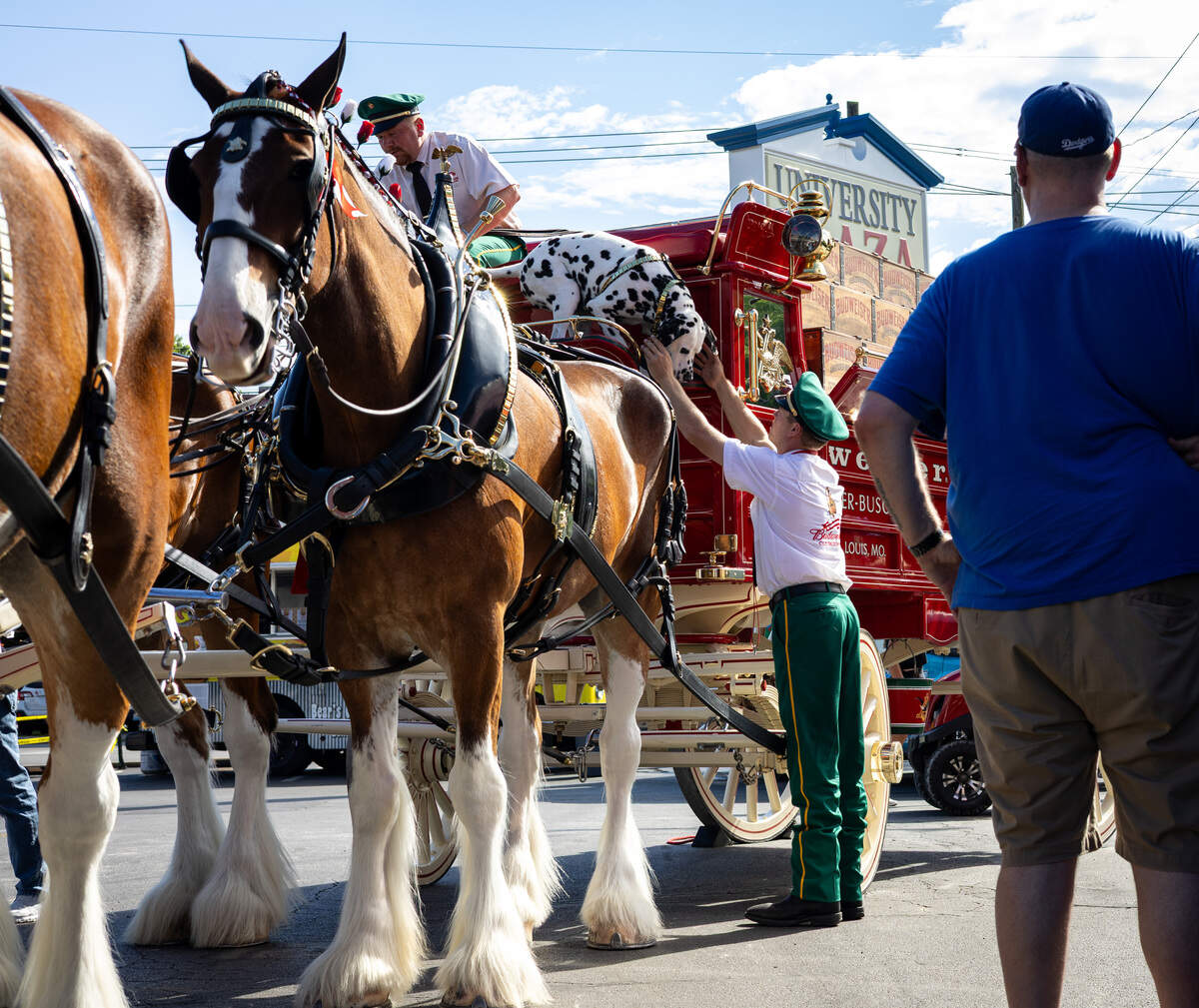A hitch-driver dressed in green pants, a white shirt and a green hat helps a Dalmatian dog down from the Budweiser carriage. The carriage is tall with big white wheels, a shiny red finish and brass touches.