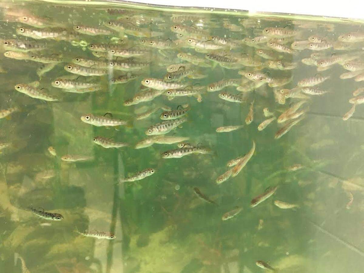 For the past four years, Paintsville High School students having been raising and releasing trout into Kentucky waterways.