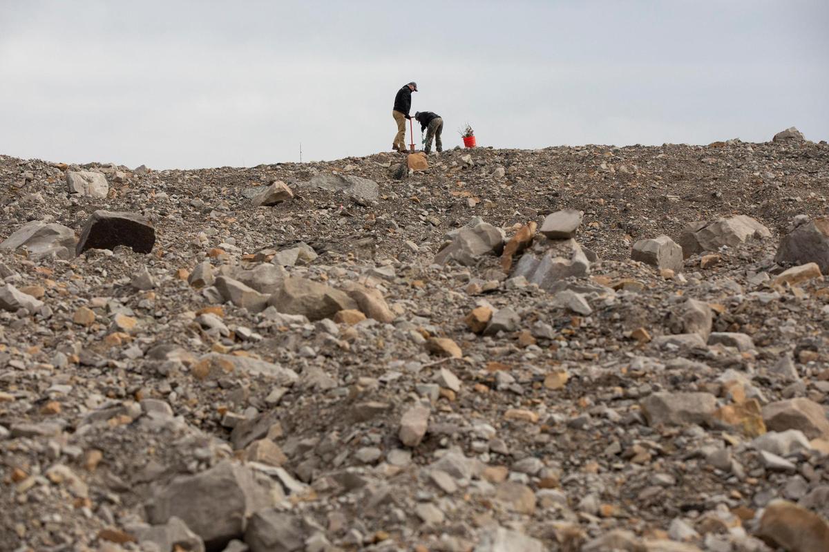Volunteers and officials with the Nature Conservancy, Green Forests Work and Beam Suntory work on a former coal strip mining site to plant seedling trees outside Middlesboro, Ky., Tuesday, March 28, 2022.