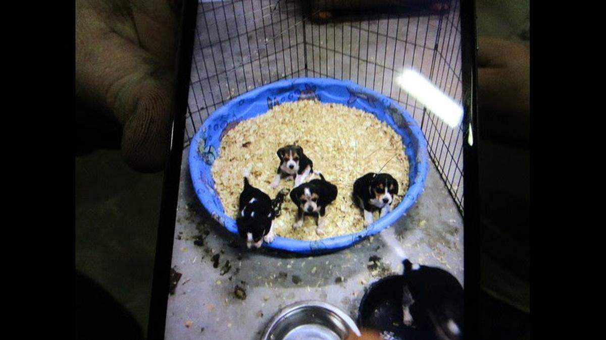 Five puppies, four of which are pictured here, were stolen from a Kentucky residence on Thursday, March 11, 2021, Kentucky State Police said. Police were still looking for the puppies Monday.