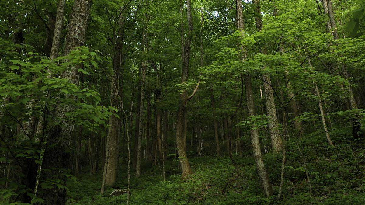 An area of more than 54,000 acres in southeastern Kentucky is under a conservation easement.