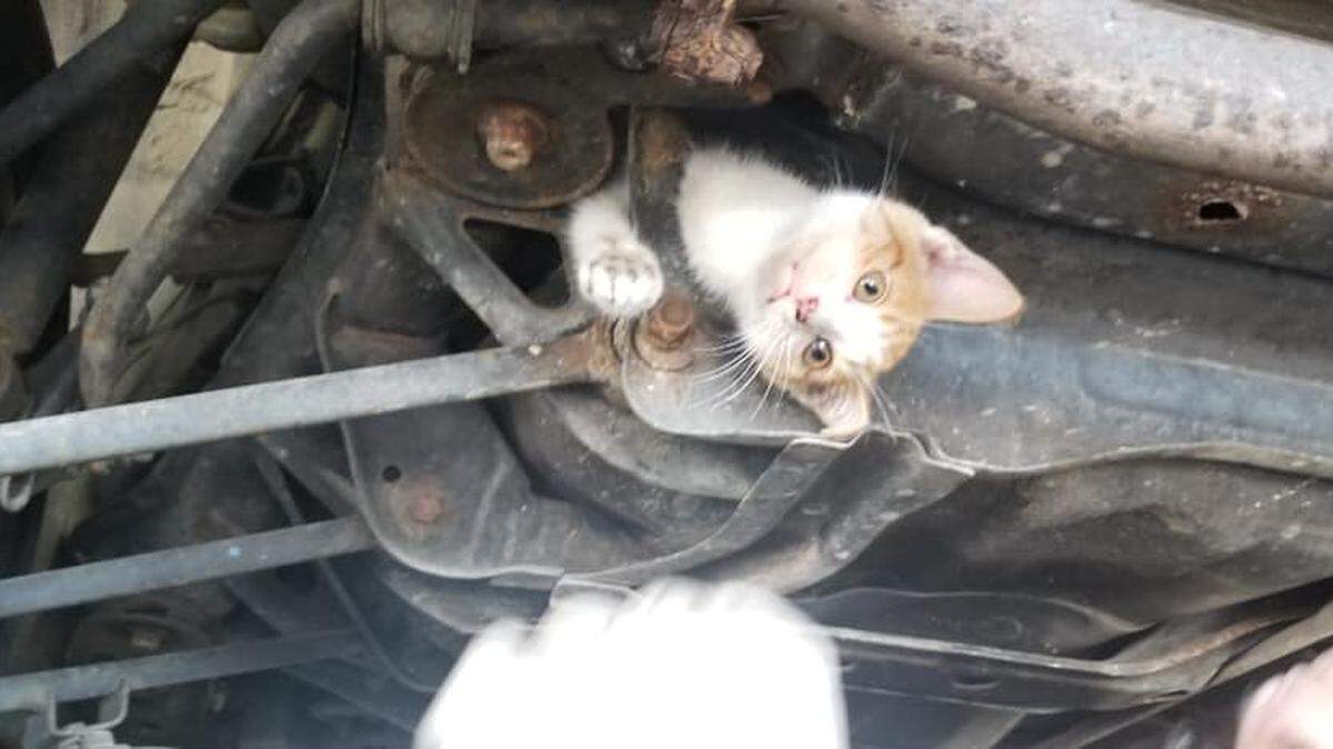 A 9-week-old kitten was found trapped in a car frame after the car owner drove for 2 hours on Wednesday. Midas of Frankfort and a Lexington firefighter helped free the kitten.
