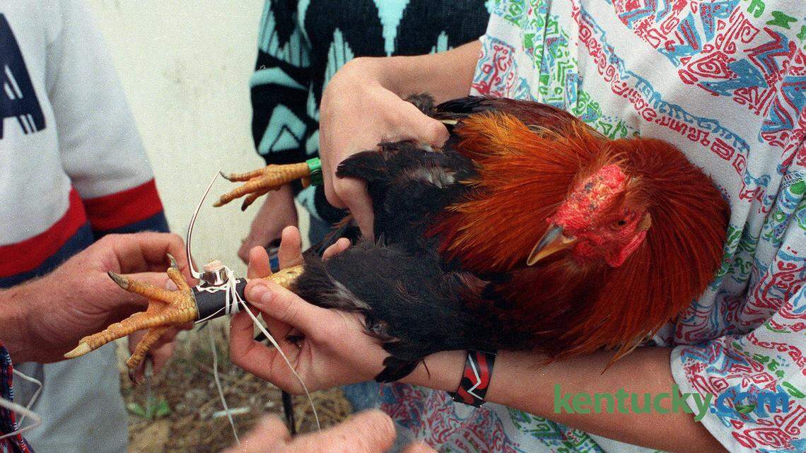 Steel spurs are attached to a bird's legs before a cockfighting match held on a farm near Spears, Ky, March 13, 1992. 