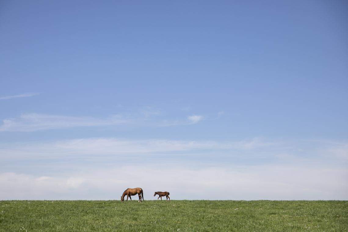 A mare and foal graze on a horse farm along Mt. Horeb Pike on Monday, April 22, 2019.