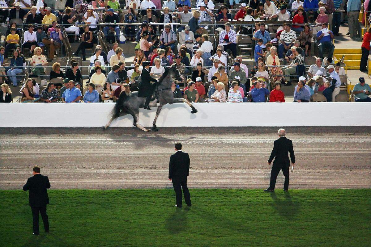TENNESSEE WALKING HORSES