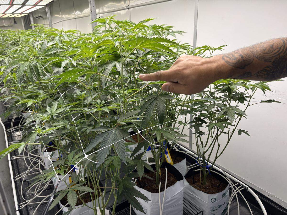 David Del Pilar, the cultivation manager at VS Kentucky Ops in Jessamine County, points out a maturing marijuana plant.