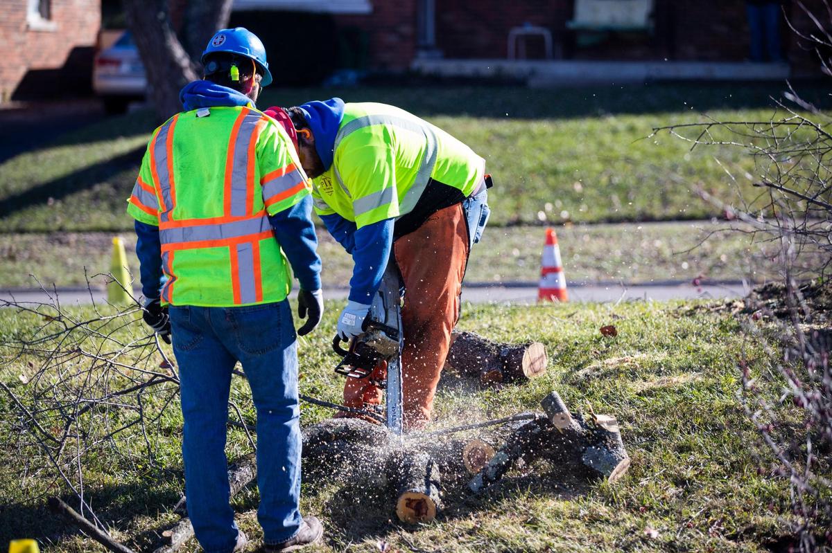 Work crews started to cut median trees down for KU after protesters were moved to the sidewalk along Lansdowne Drive in Lexington Monday.