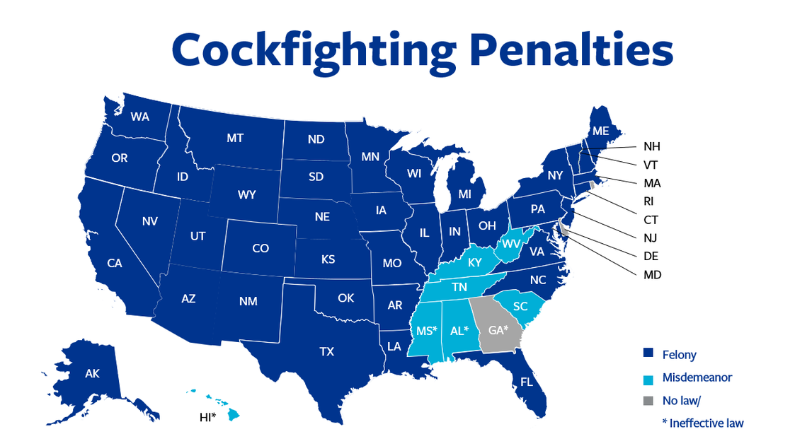 Kentucky is one of just seven states where cockfighting is only a misdemeanor under state law, according to the Humane Society of the United States. It is a felony under state law in most states.
