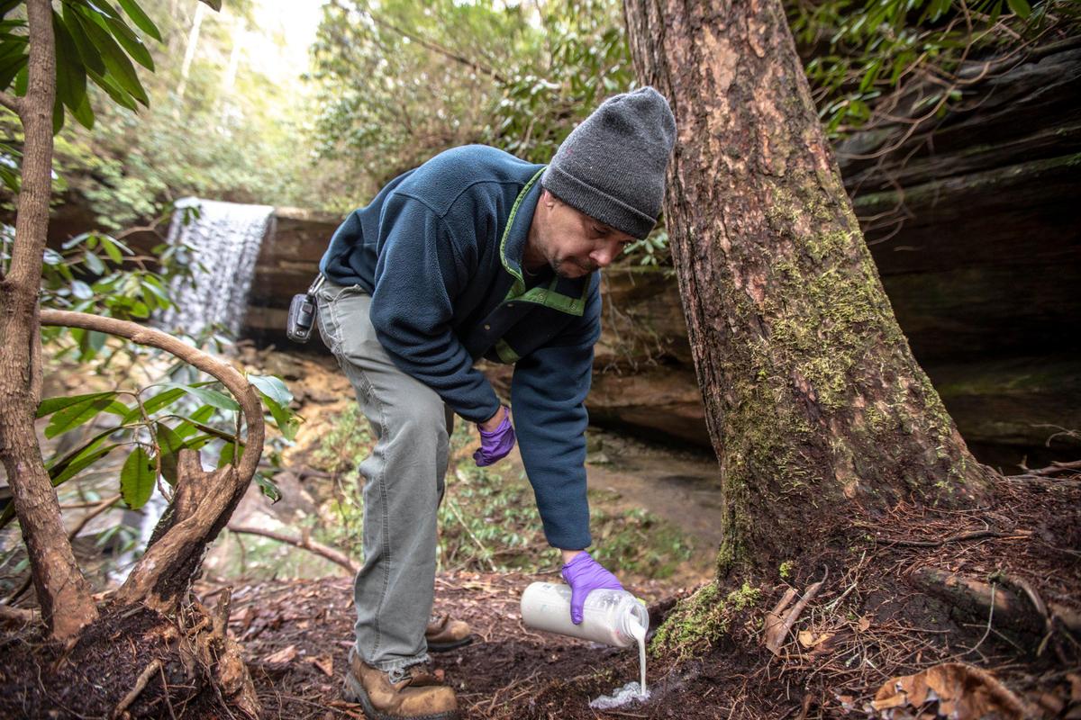 Joe Hacker, of the Kentucky Division of Forestry, applies the chemical insecticide imidacloprid at the base of a hemlock tree to treat for the hemlock woolly adelgid, an invasive insect, near Vanhook Falls in the Daniel Boone National Forest in Laurel County, Ky., Wednesday, Jan. 29, 2020.