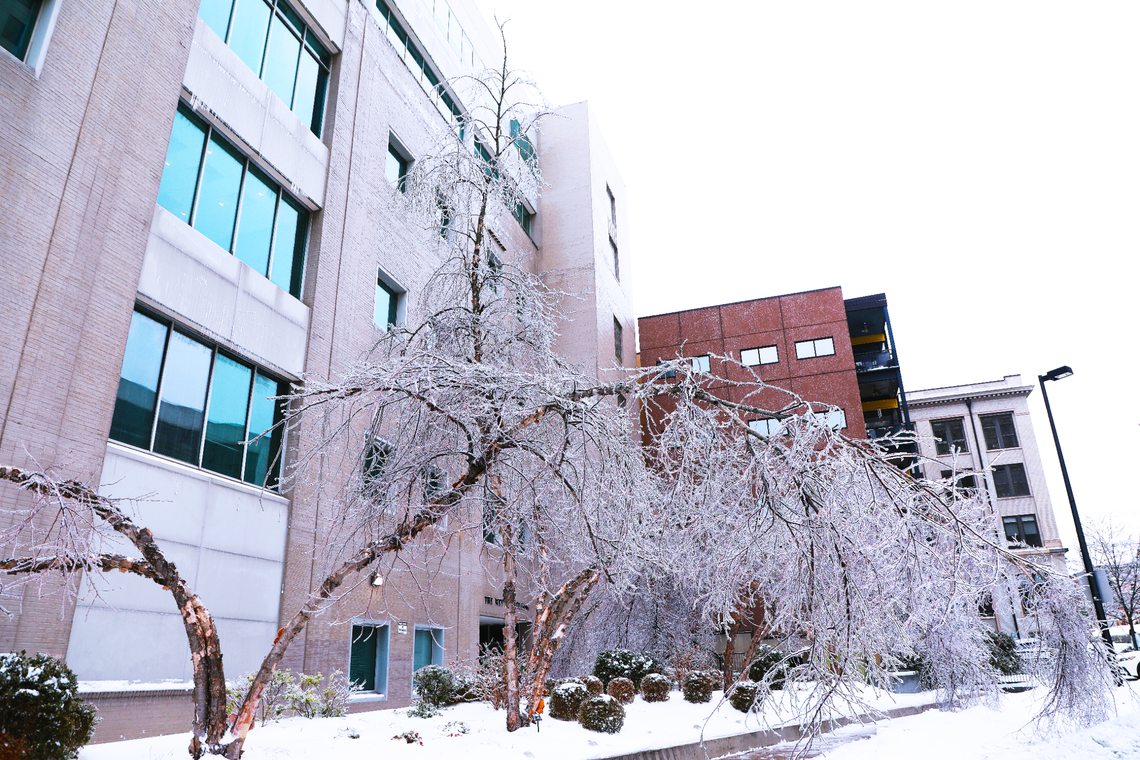 A tree in cryocampsis under snow and ice downtown Lexington, KY on January 6, 2025